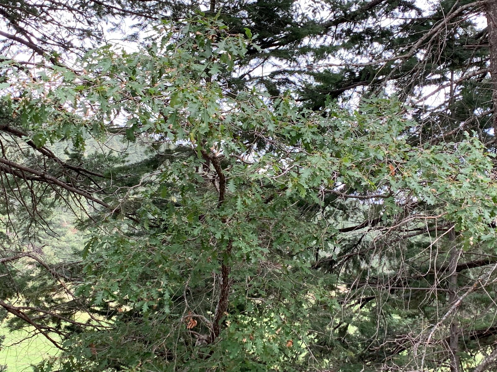Gambel oak