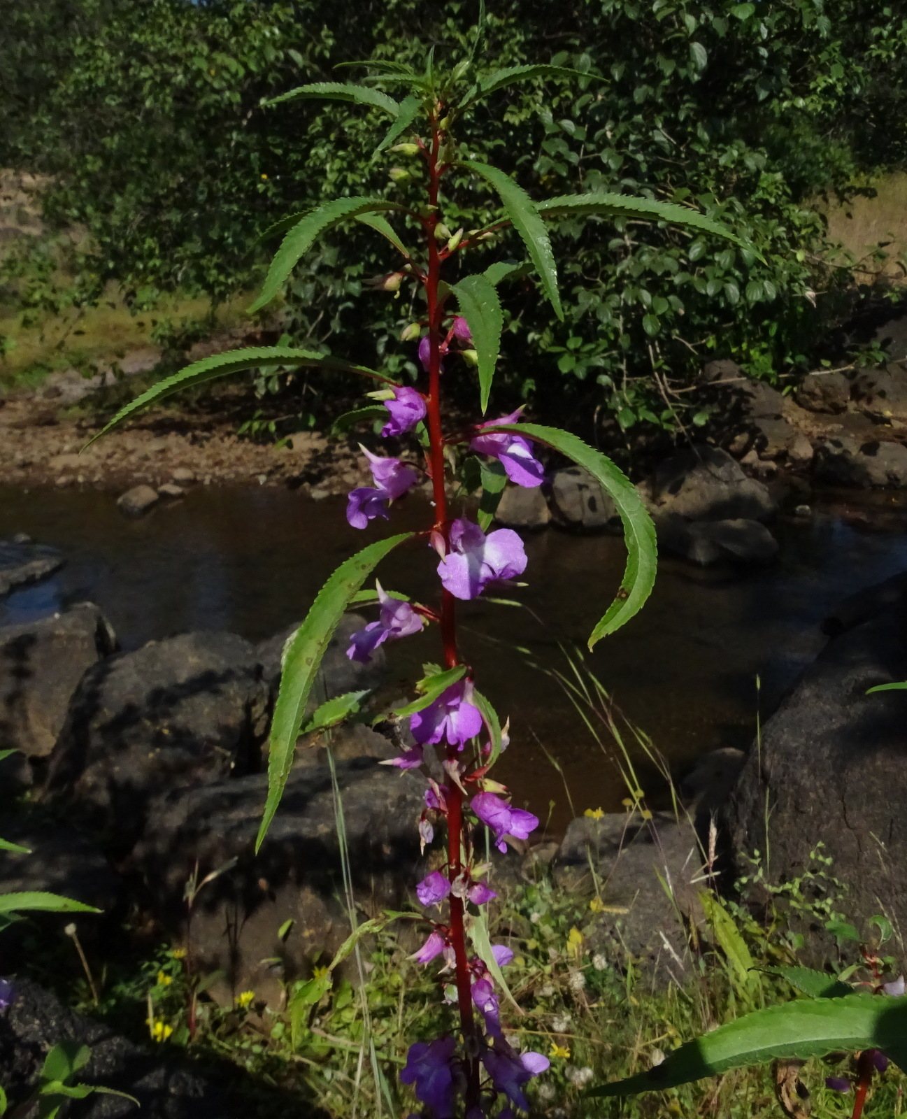 Garden balsam