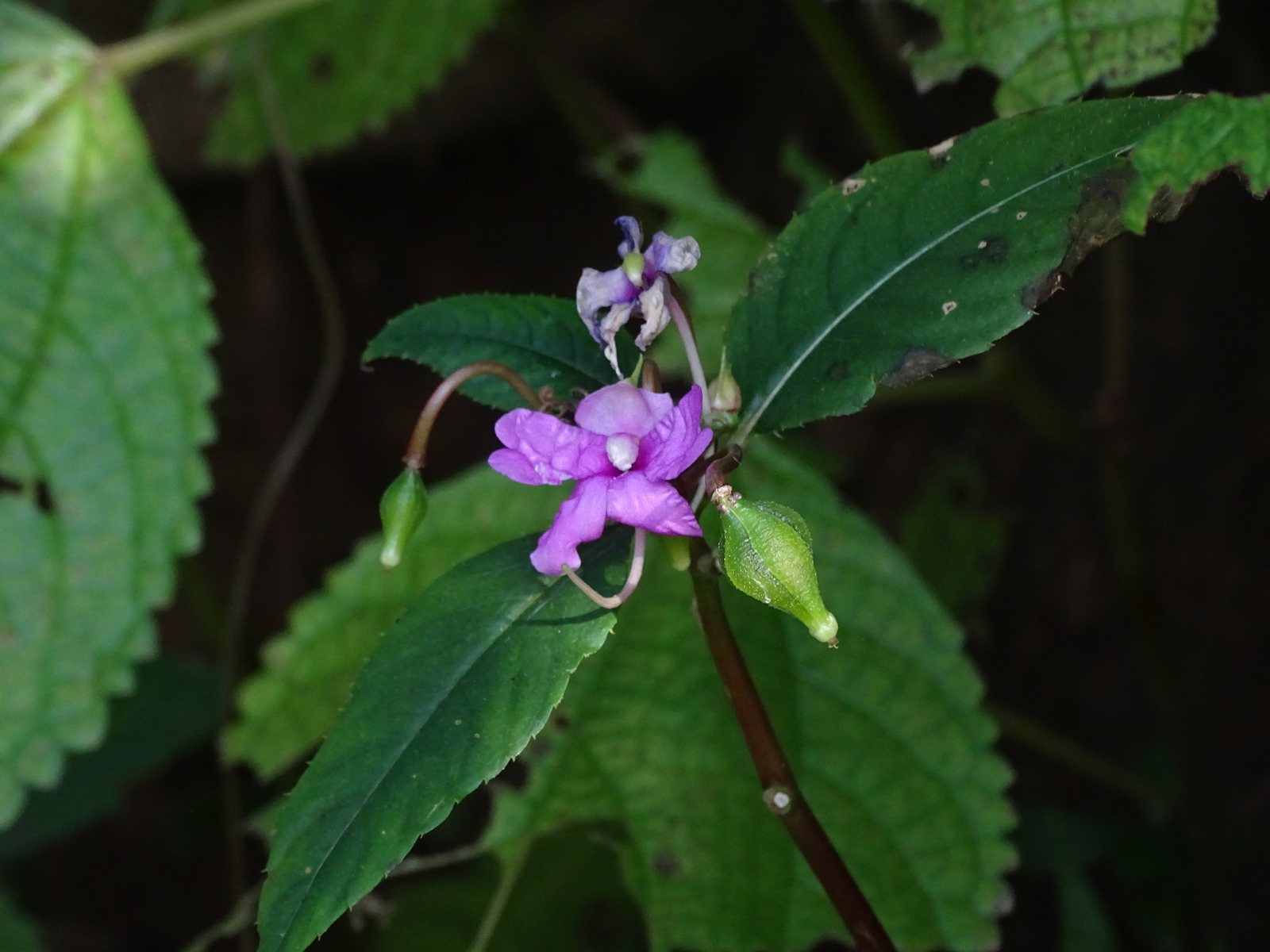 Garden balsam