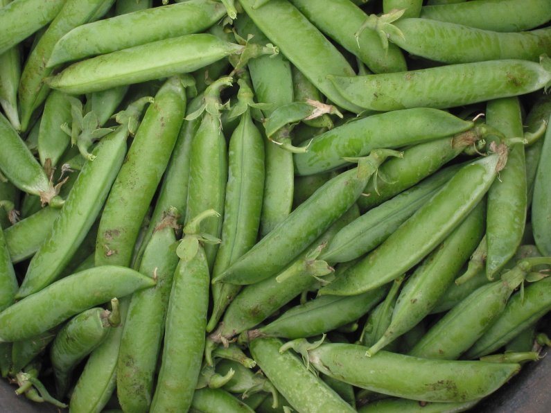Garden pea