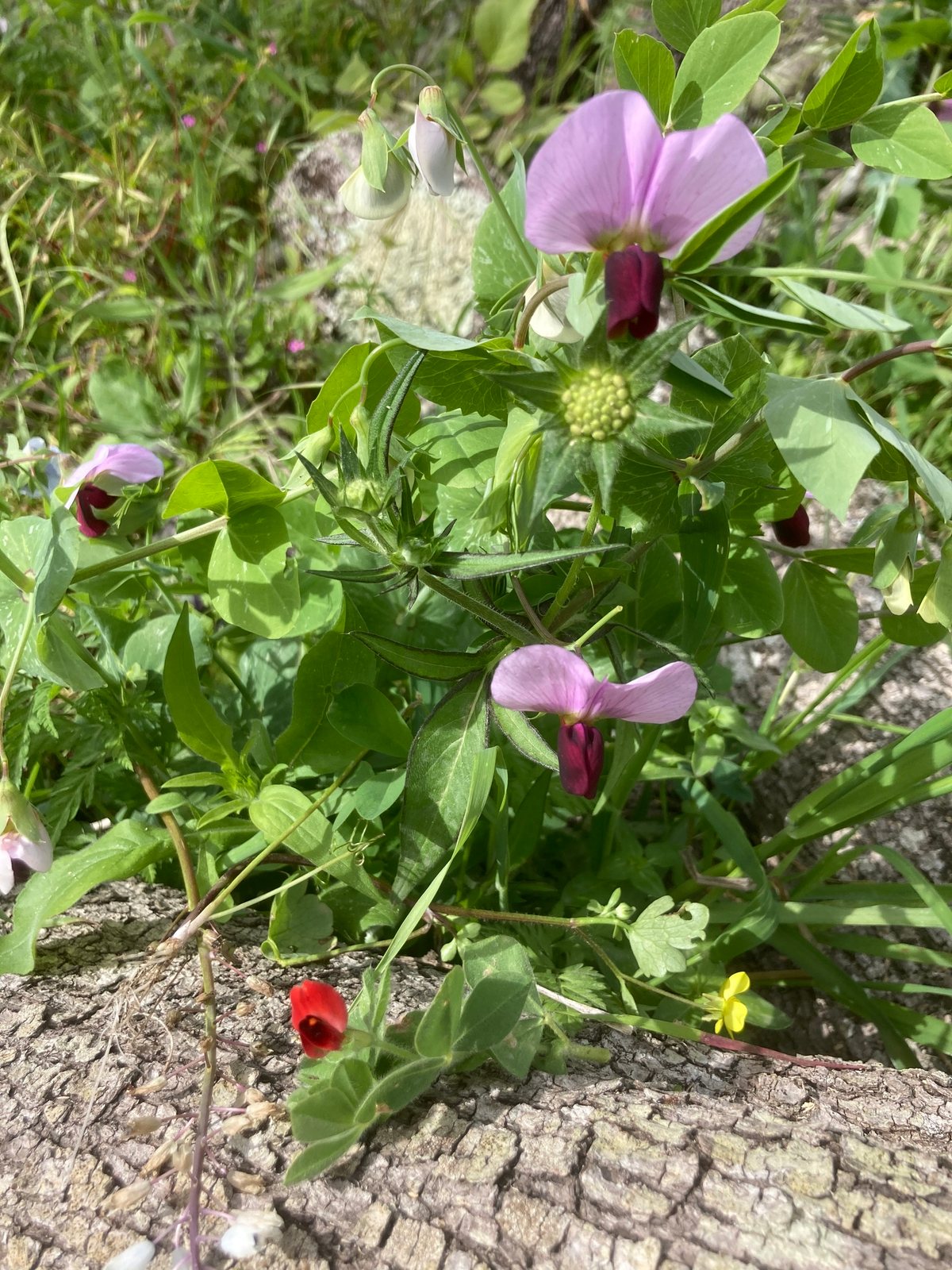 Garden pea