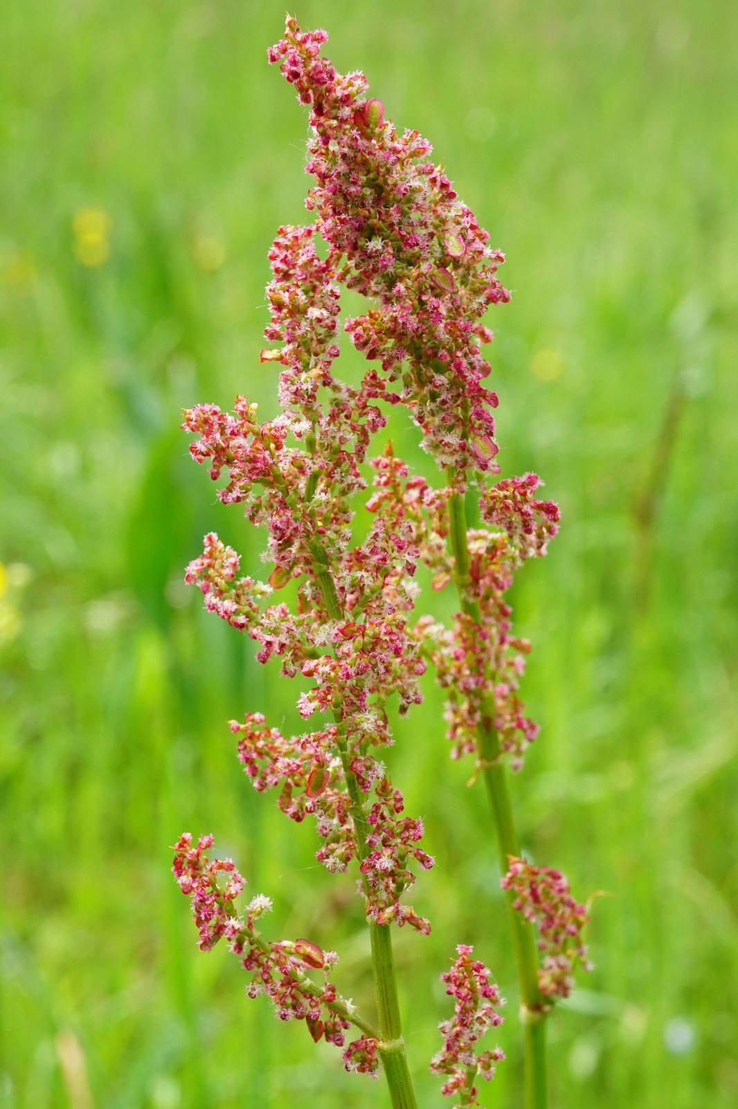 Garden sorrel