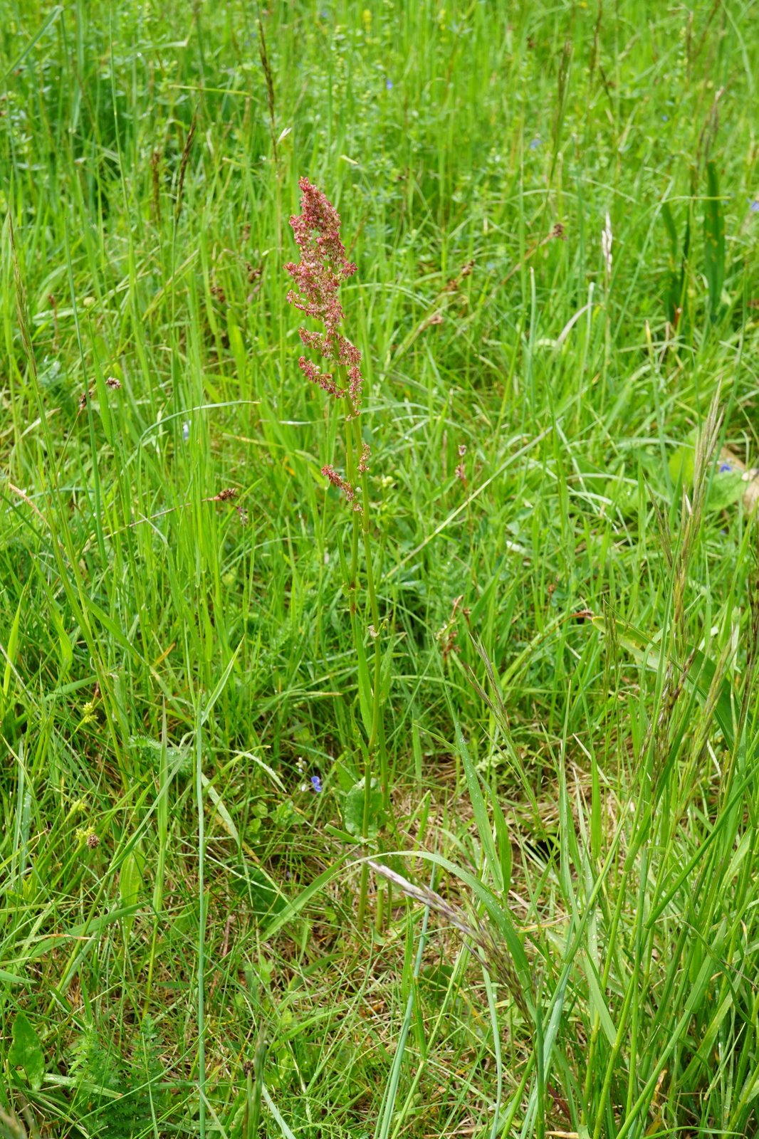 Garden sorrel