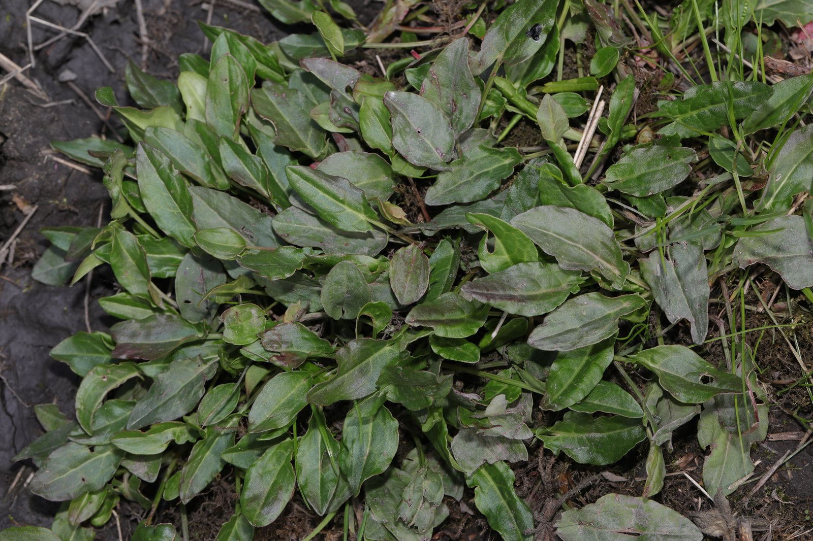 Garden sorrel