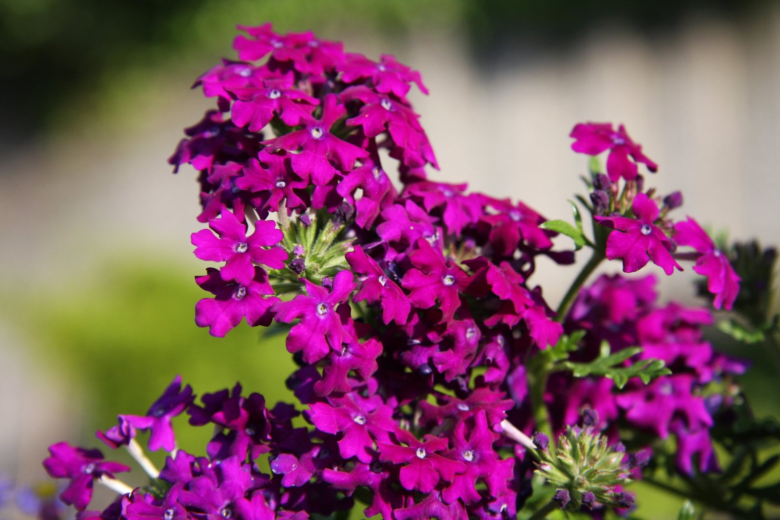 Garden verbena