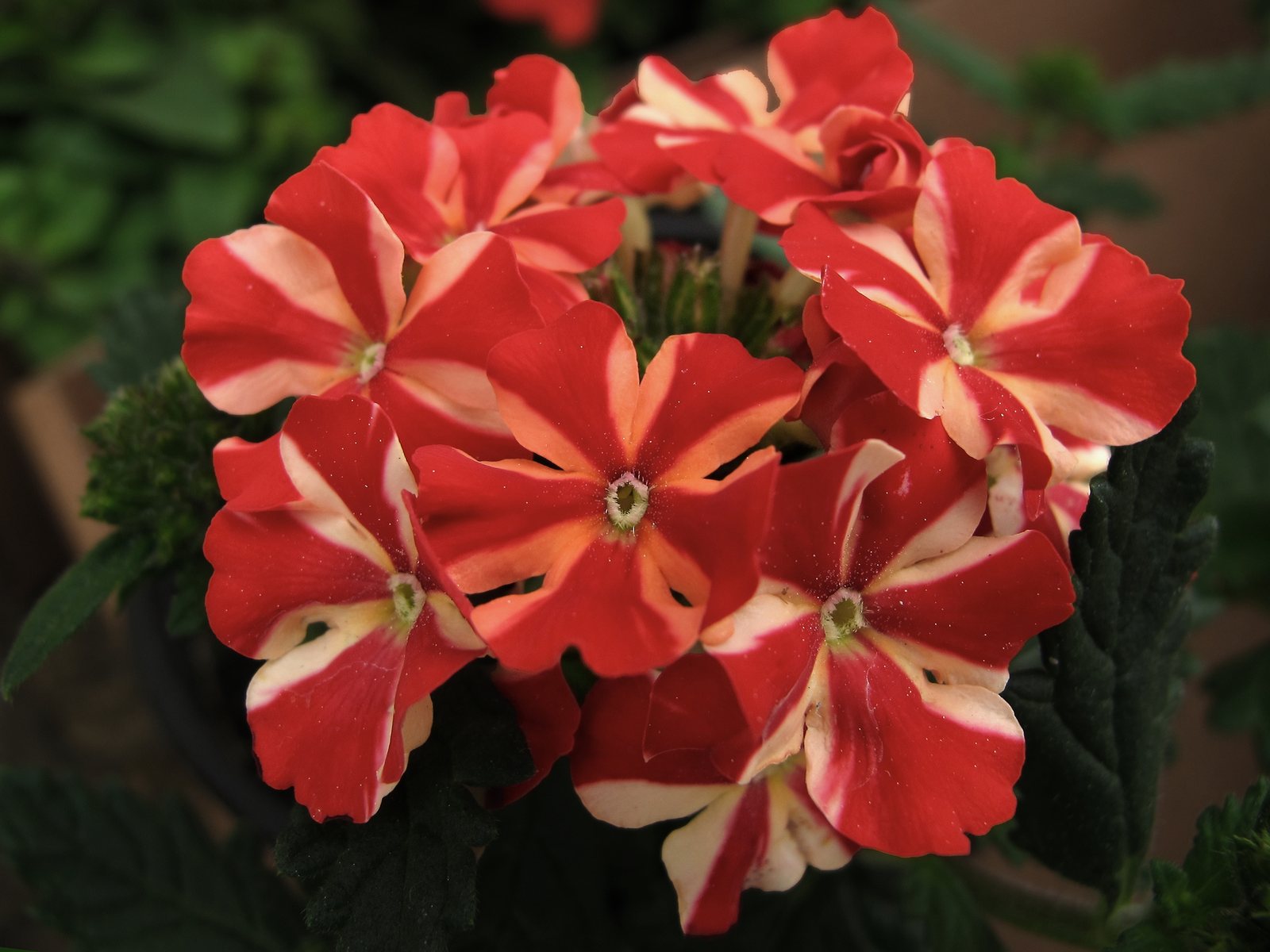 Garden verbena