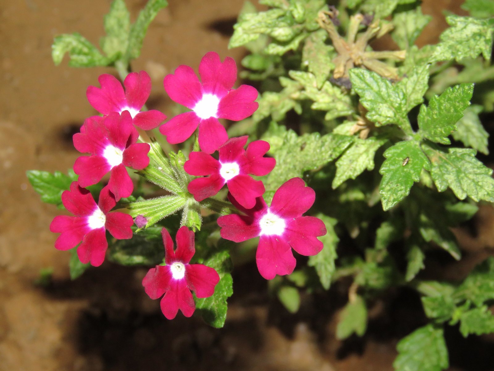 Garden verbena