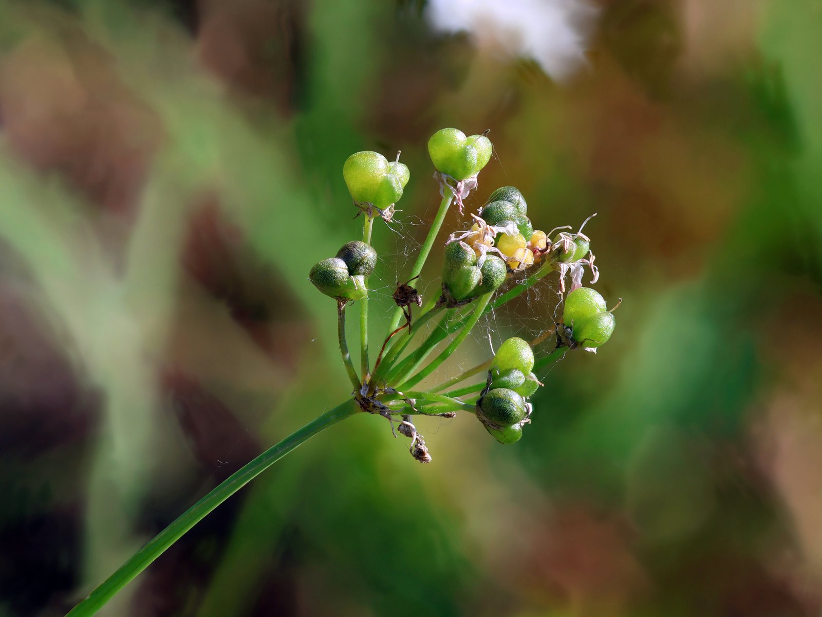 Garlic chives