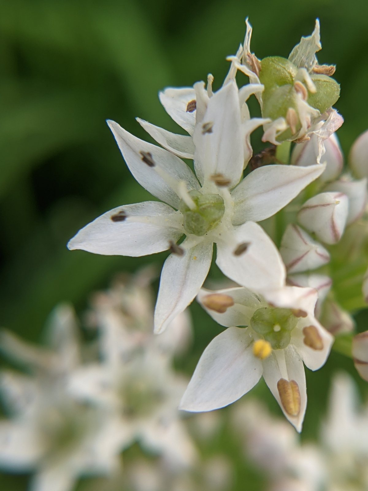 Garlic chives