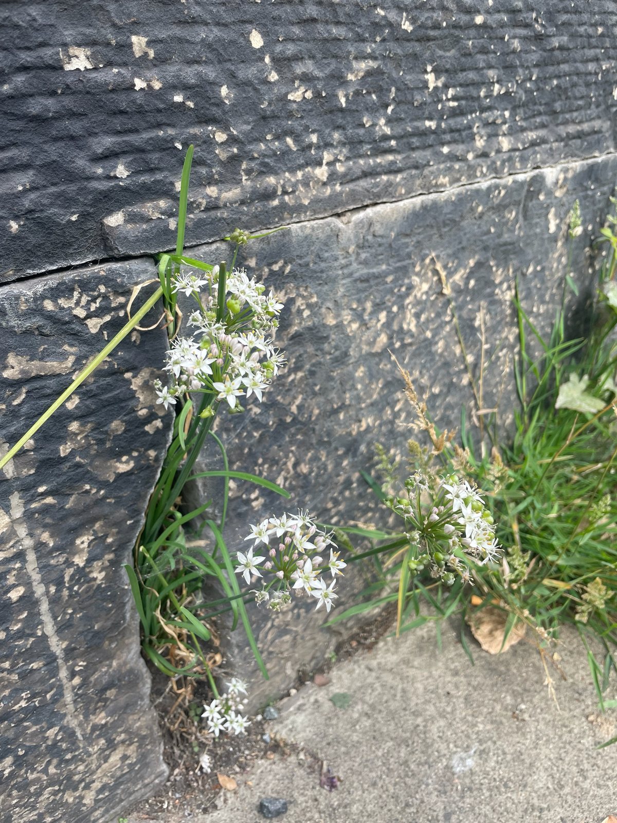 Garlic chives