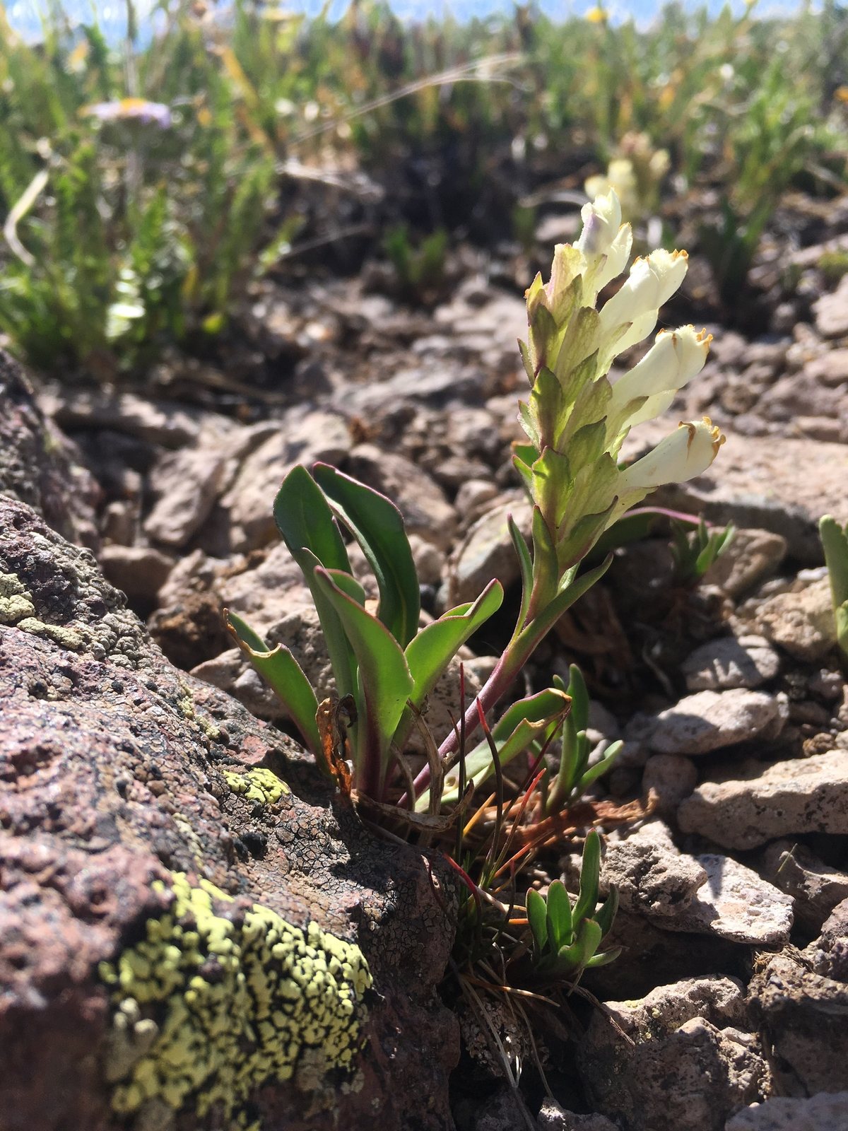 Garnet penstemon