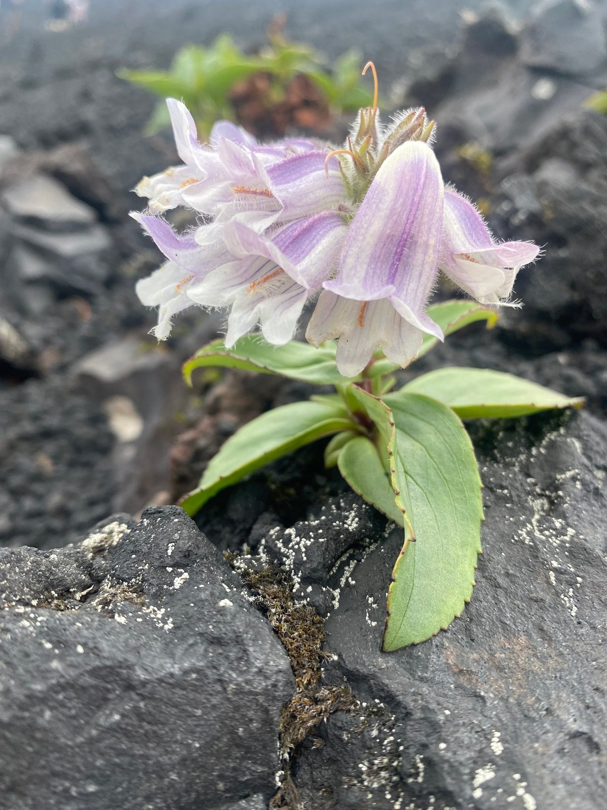Garnet penstemon