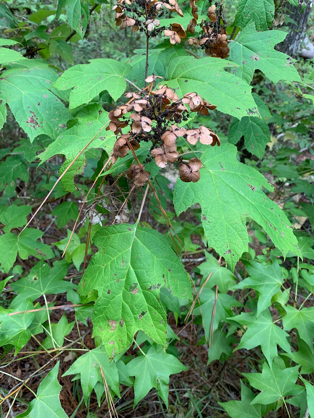 Gatsby Gal oakleaf hydrangea