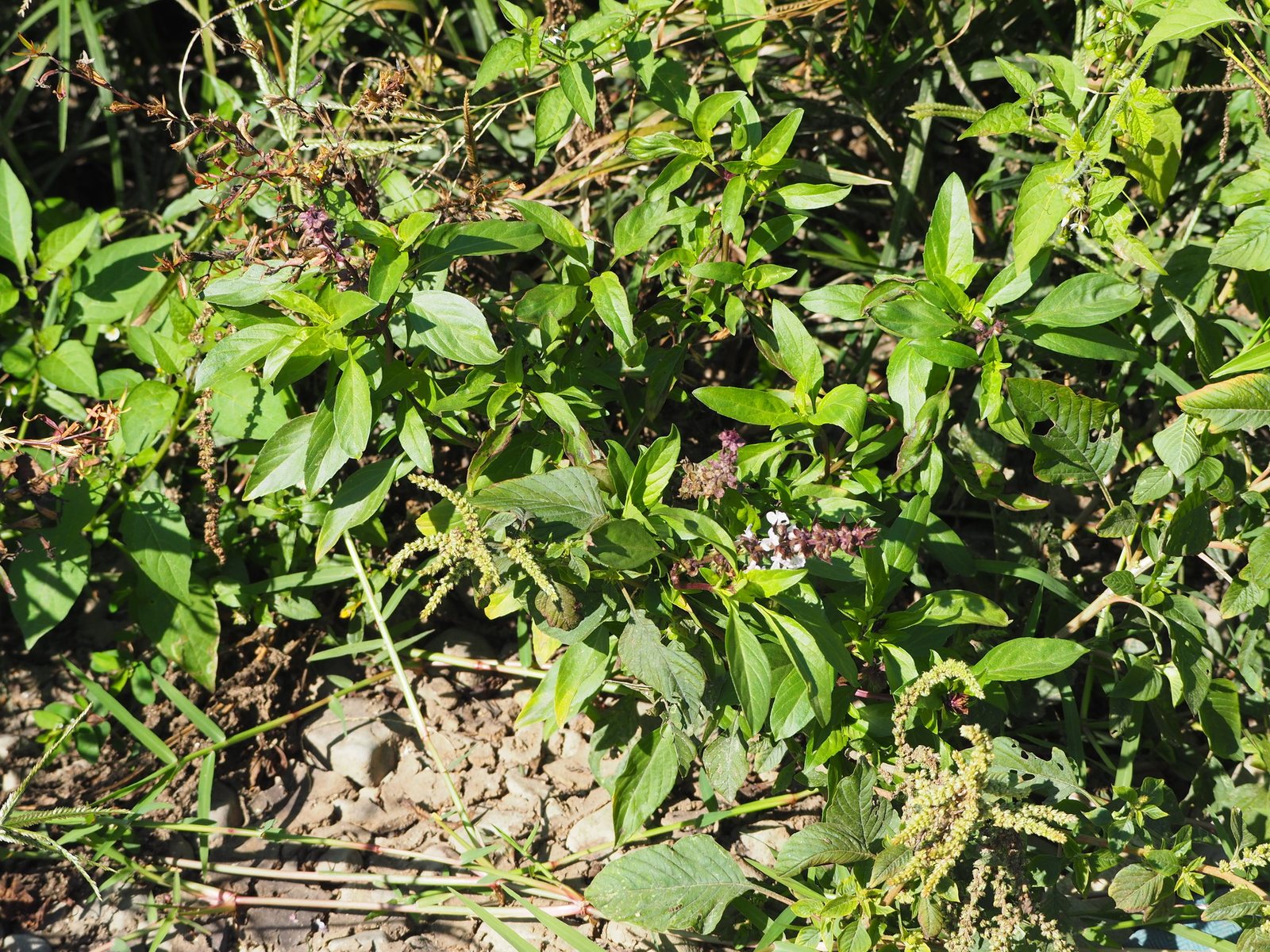 Genovese basil