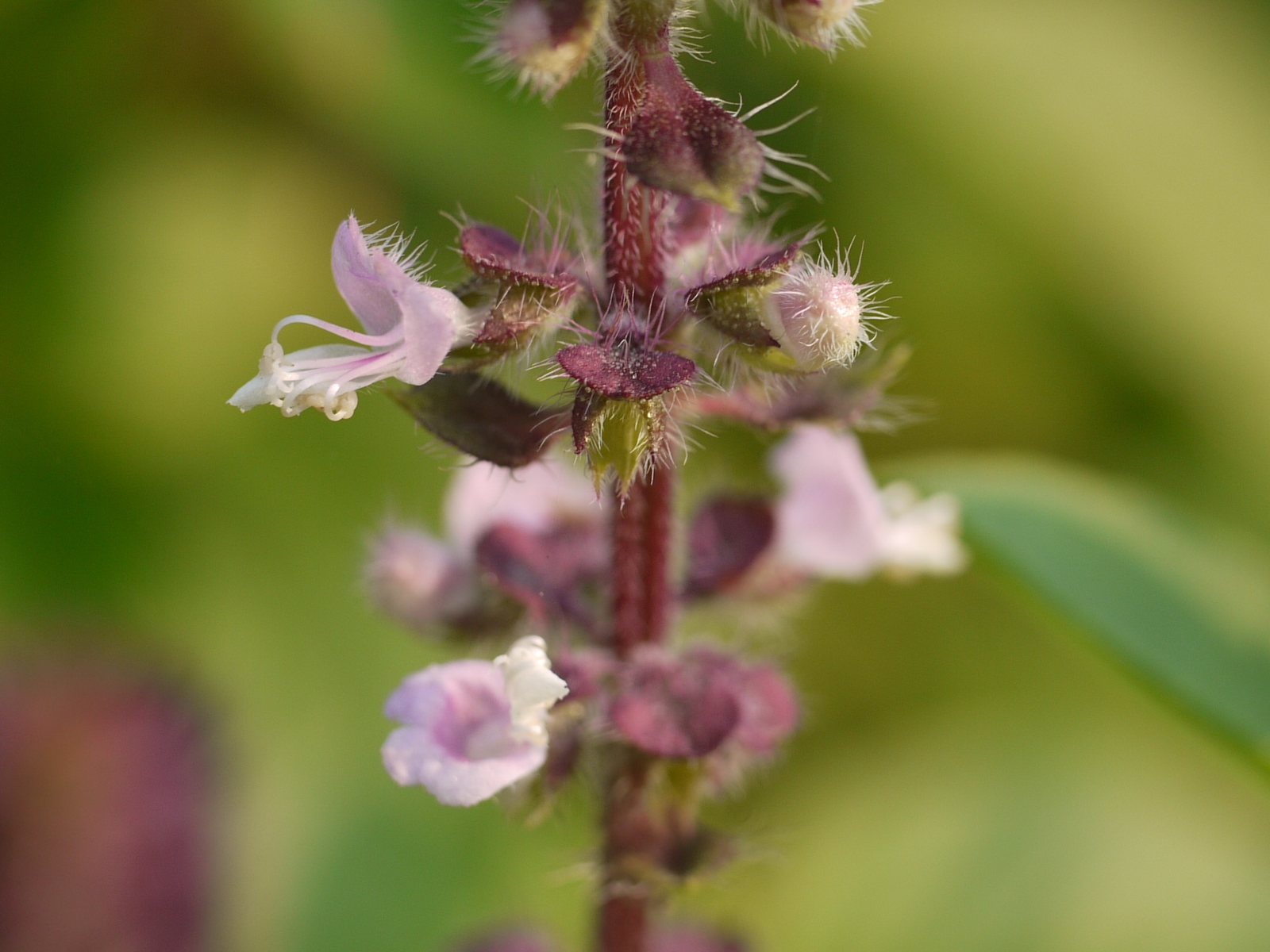 Genovese basil