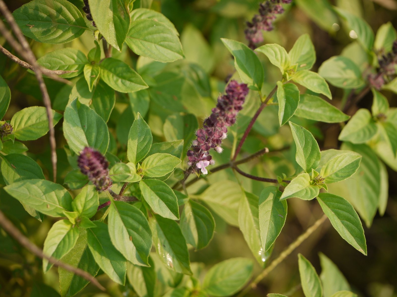 Genovese basil