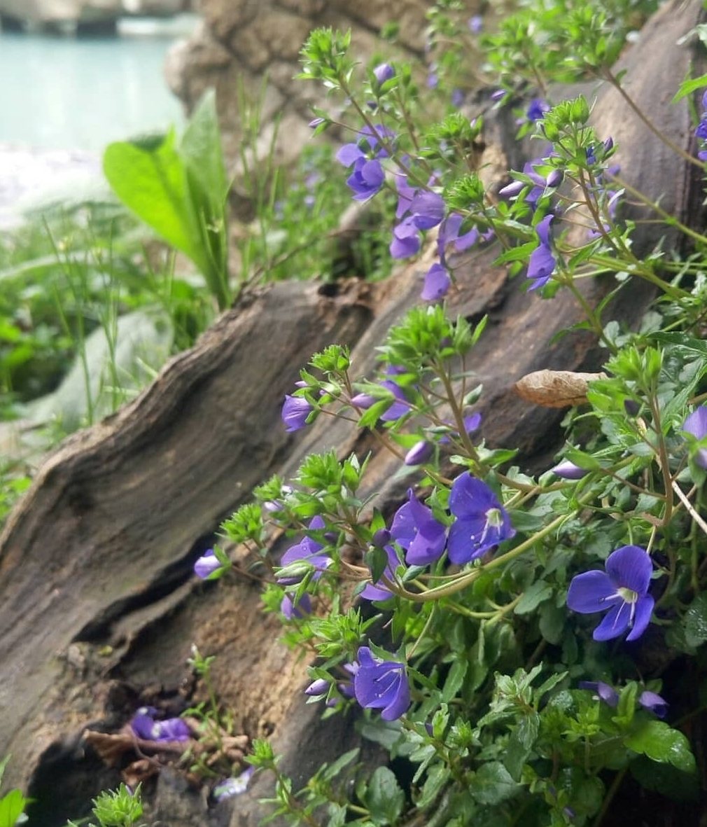Georgia Blue speedwell