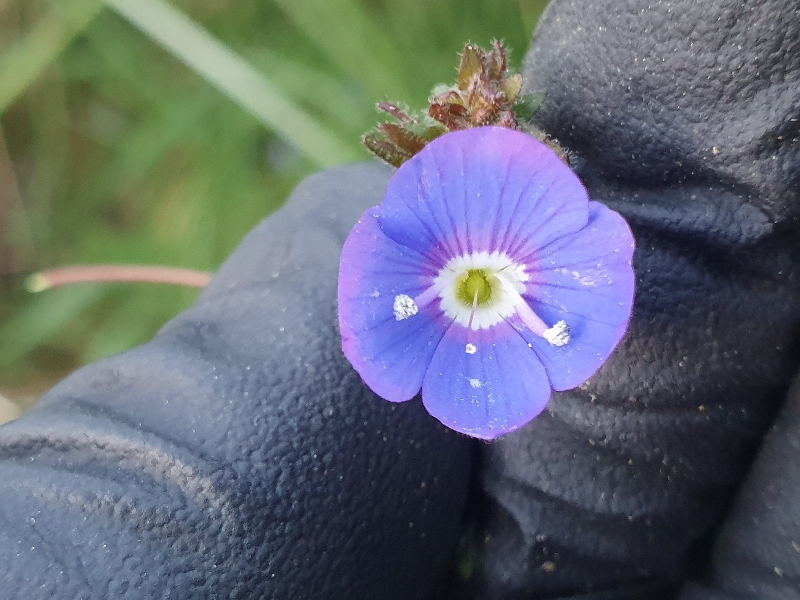 Georgia Blue speedwell