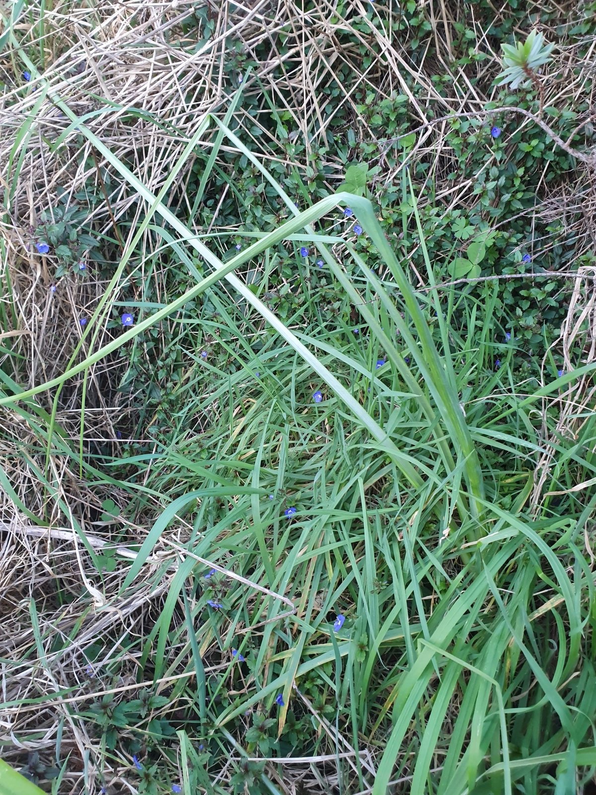 Georgia Blue speedwell
