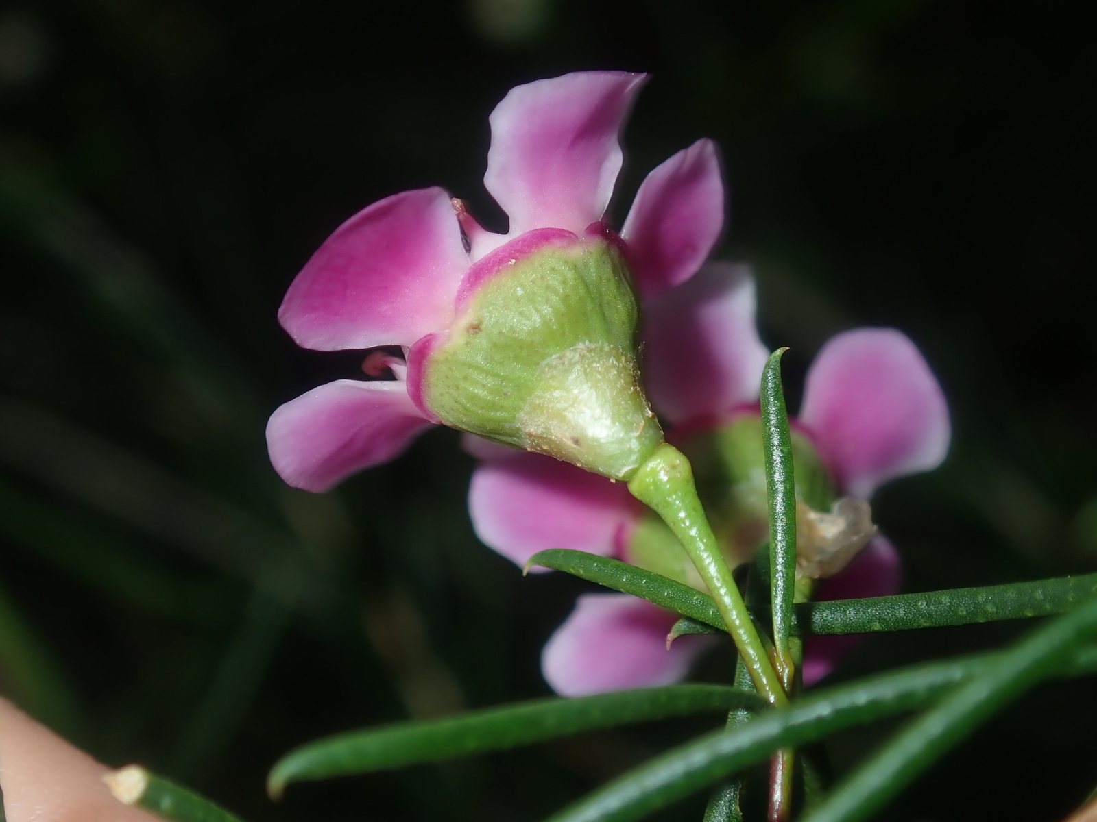 Geraldton wax