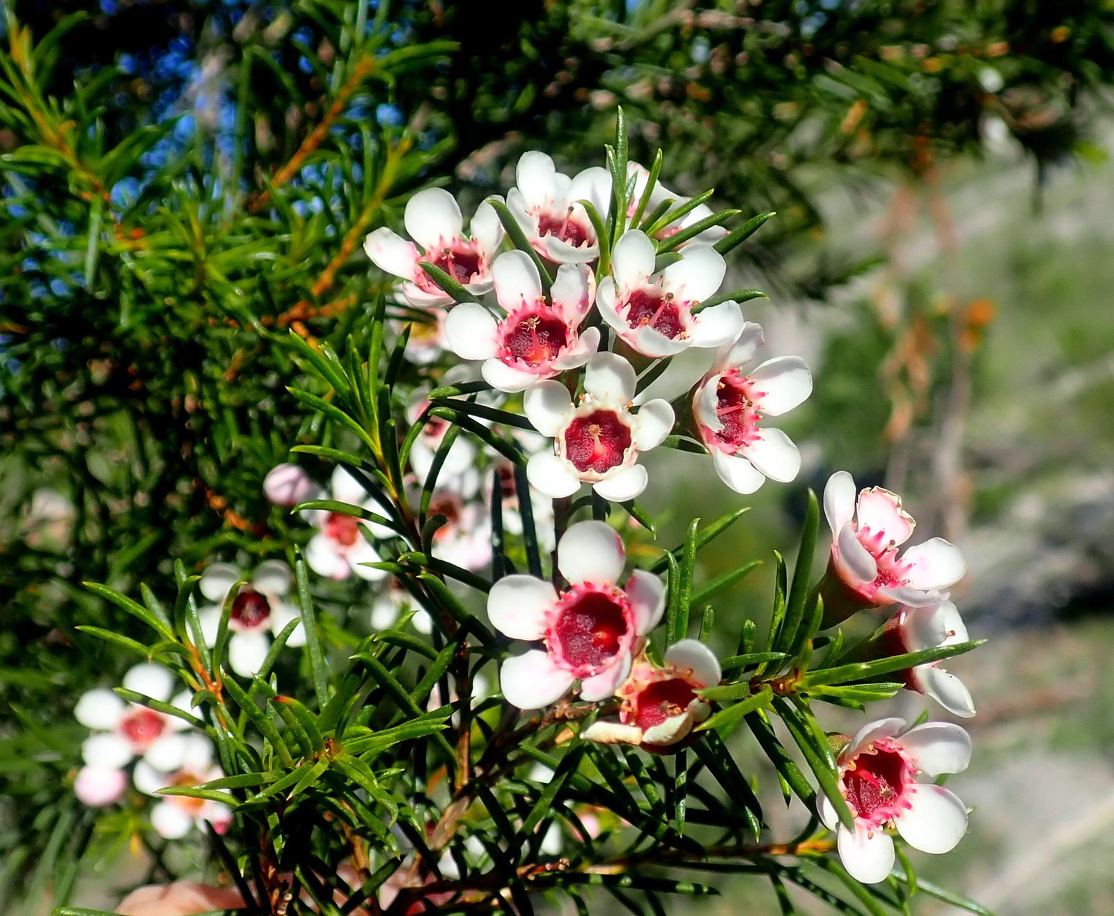Geraldton wax