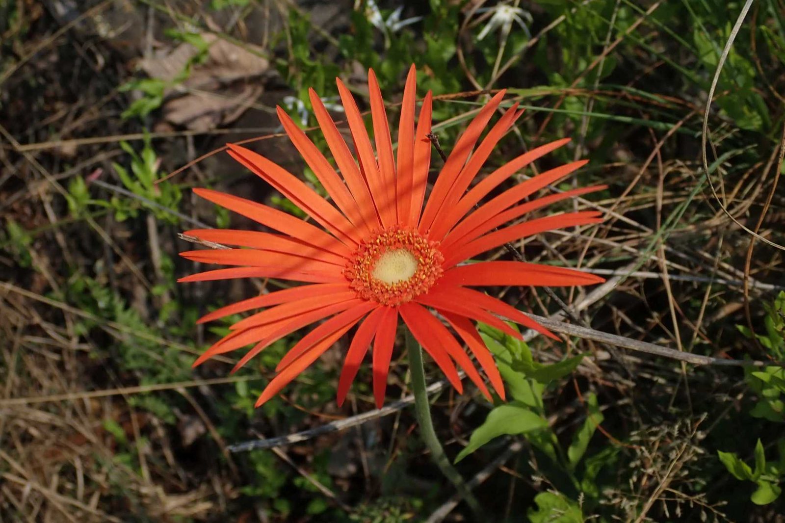 Gerbera daisy