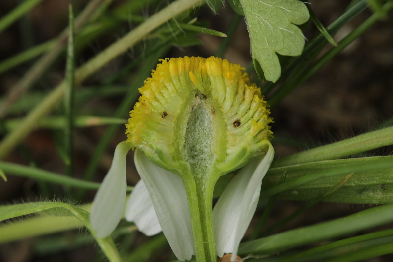 German chamomile