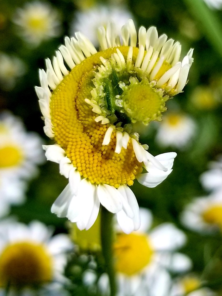 German chamomile