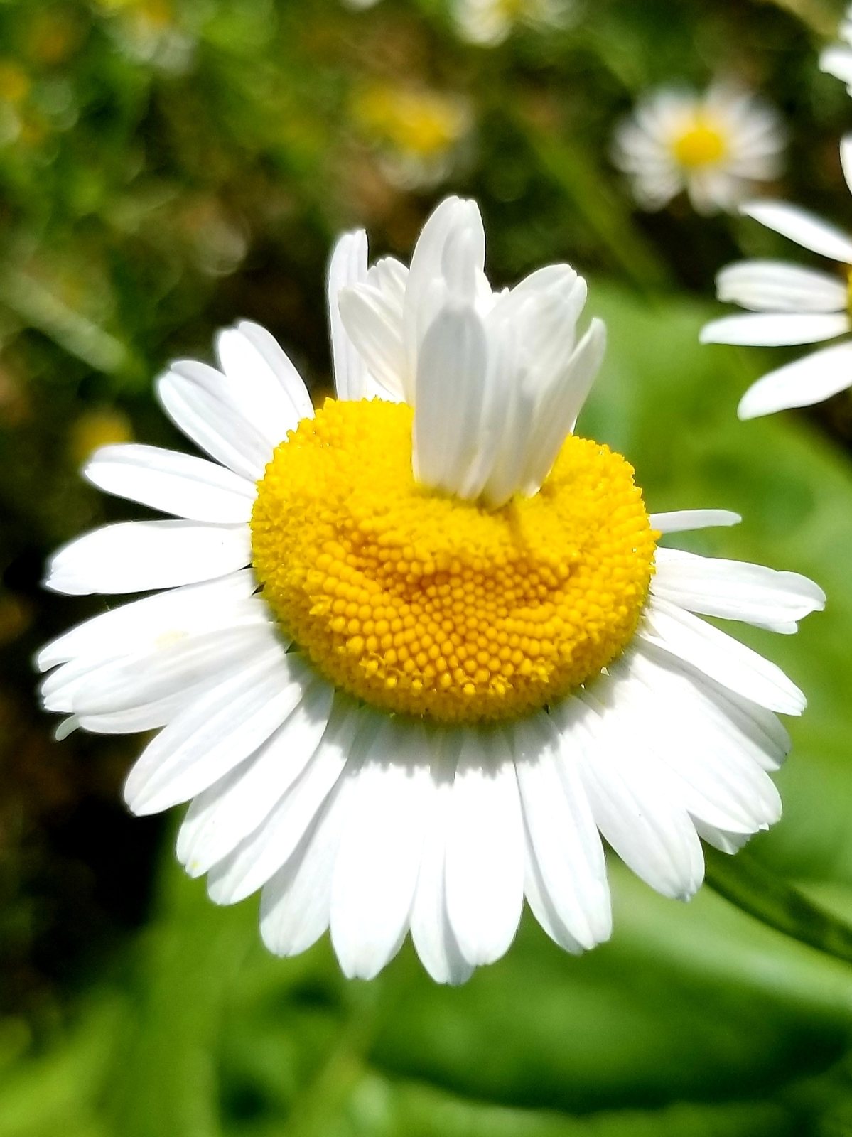 German chamomile