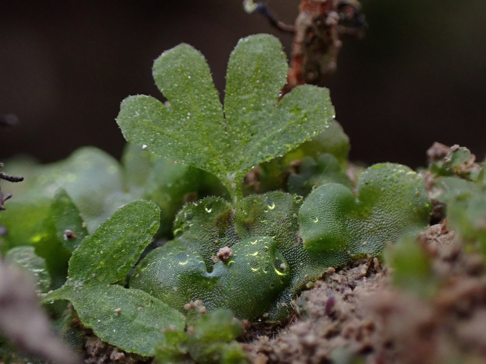 Ghost fern