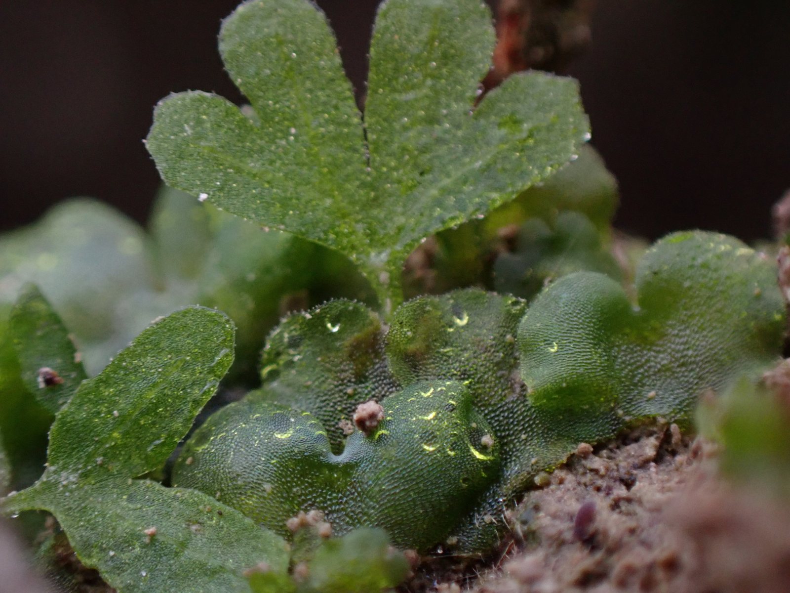 Ghost fern