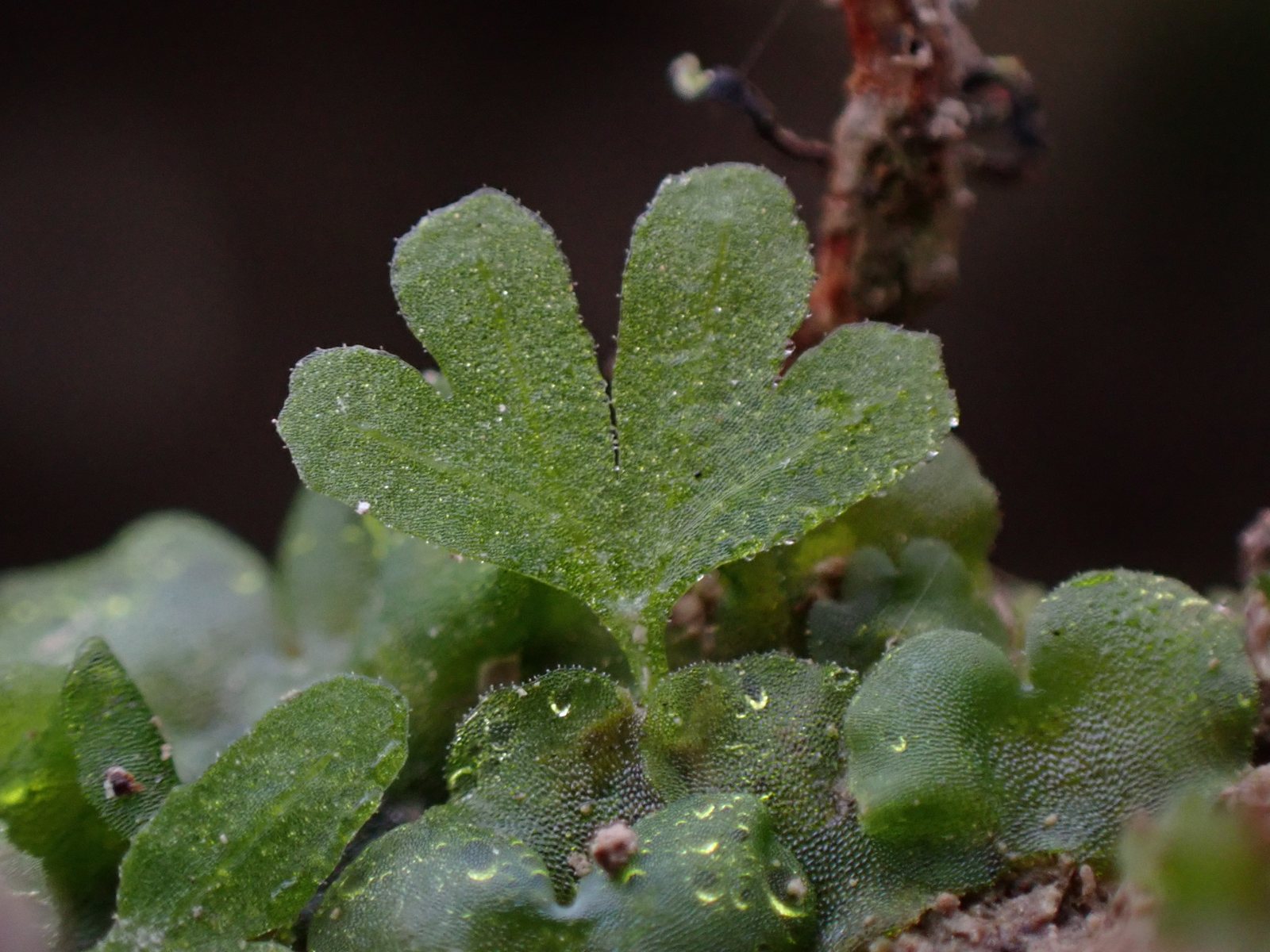 Ghost fern