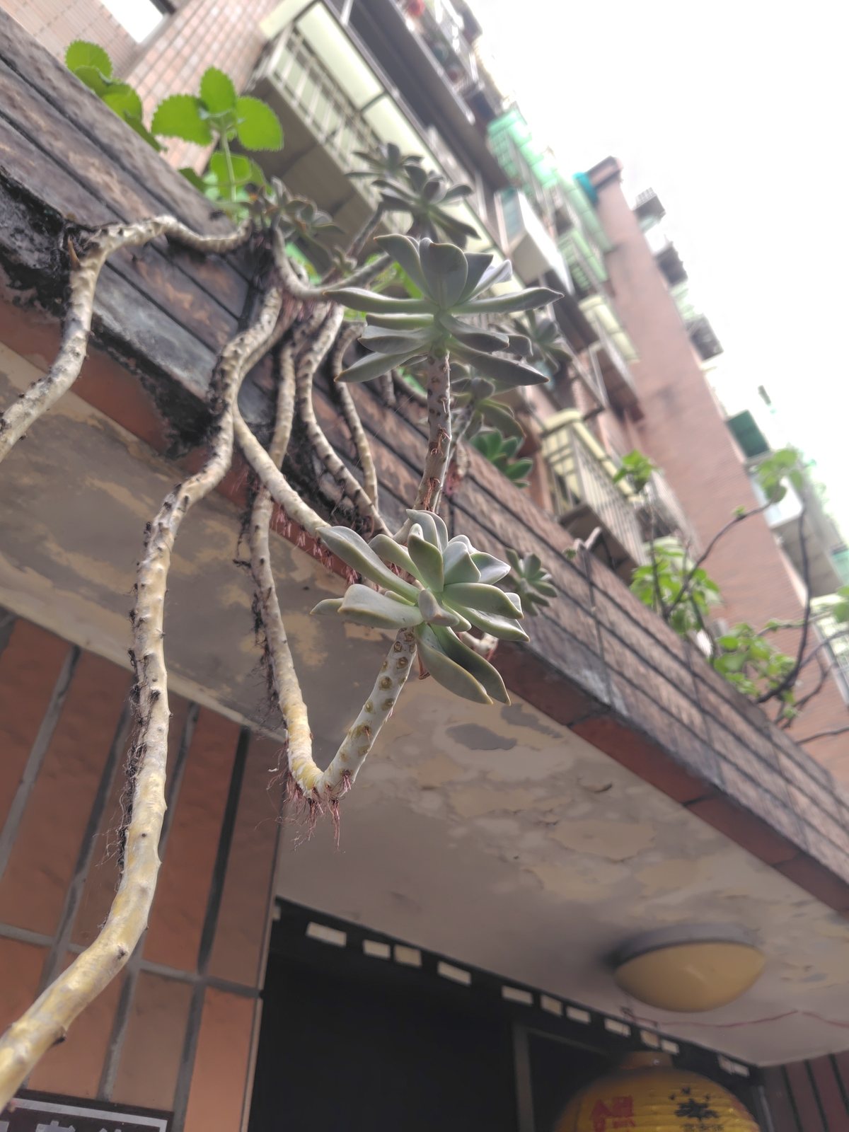 Ghost plant