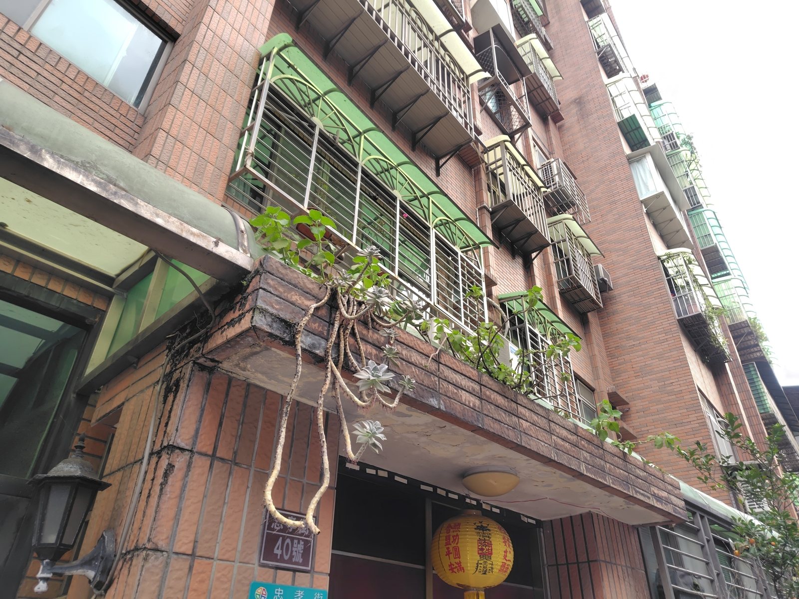 Ghost plant