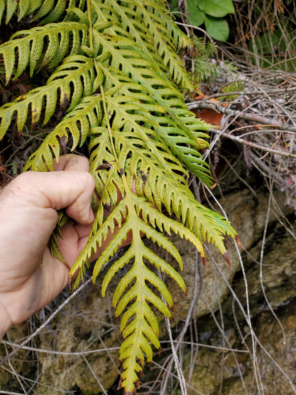 Giant chain fern