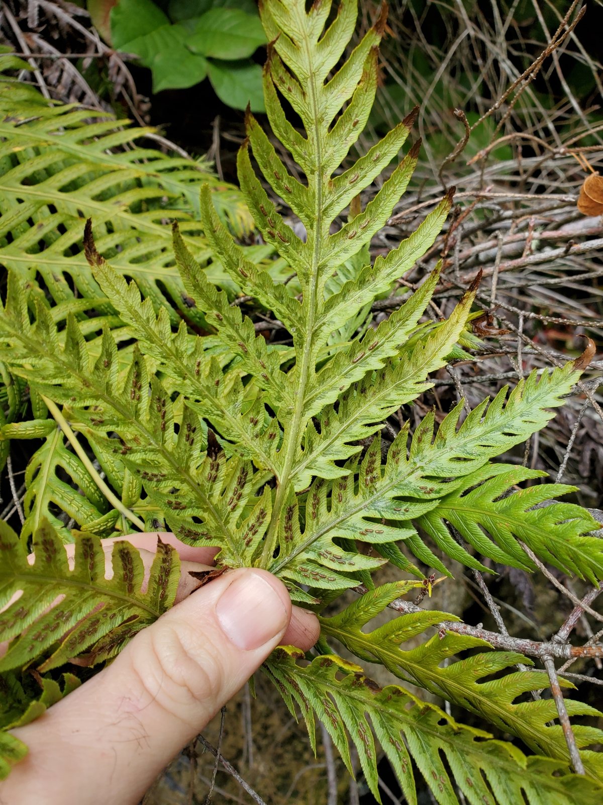 Giant chain fern