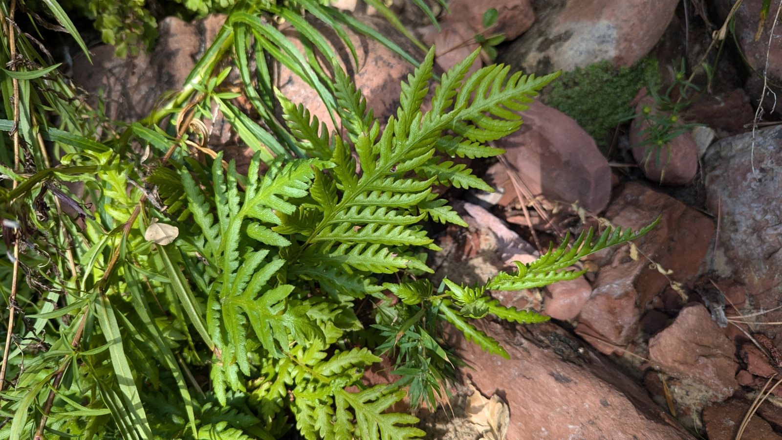 Giant chain fern