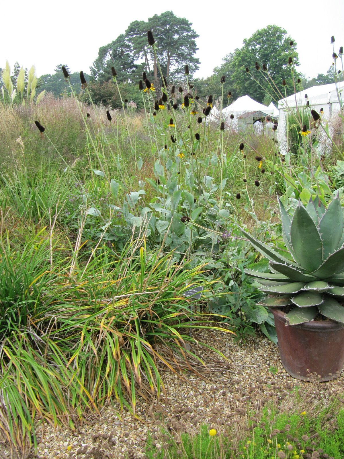 Giant coneflower