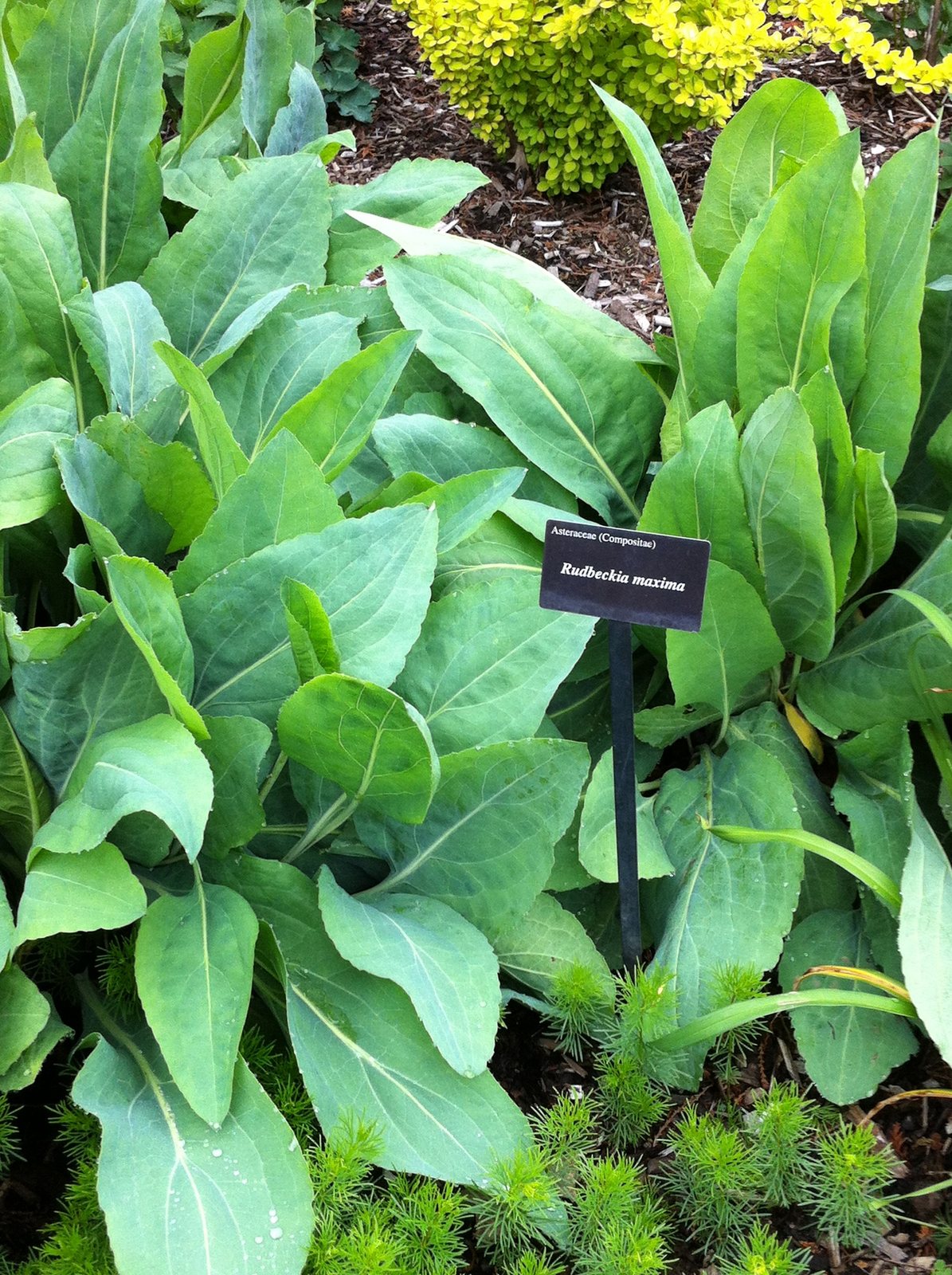 Giant coneflower
