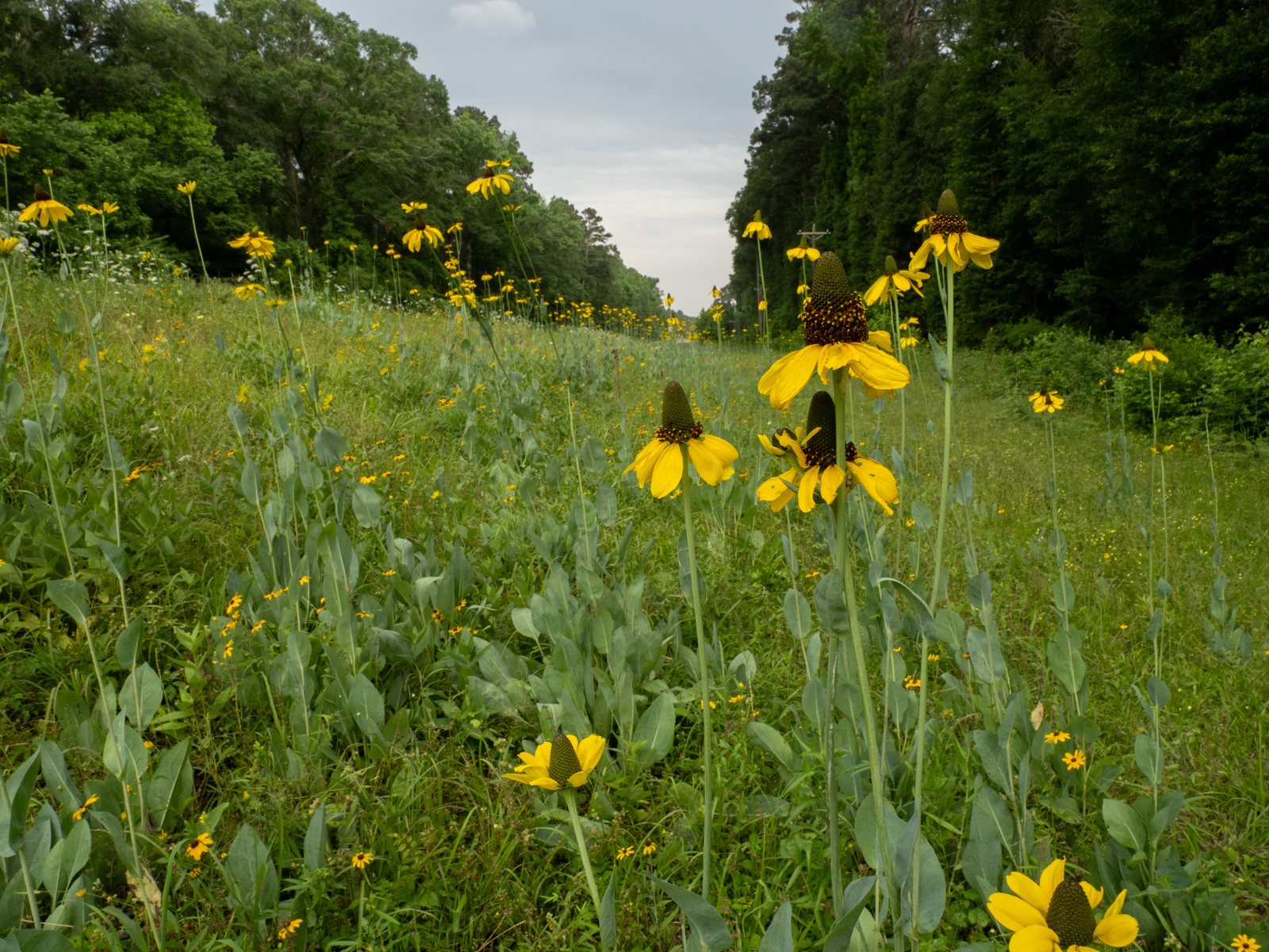 Giant coneflower