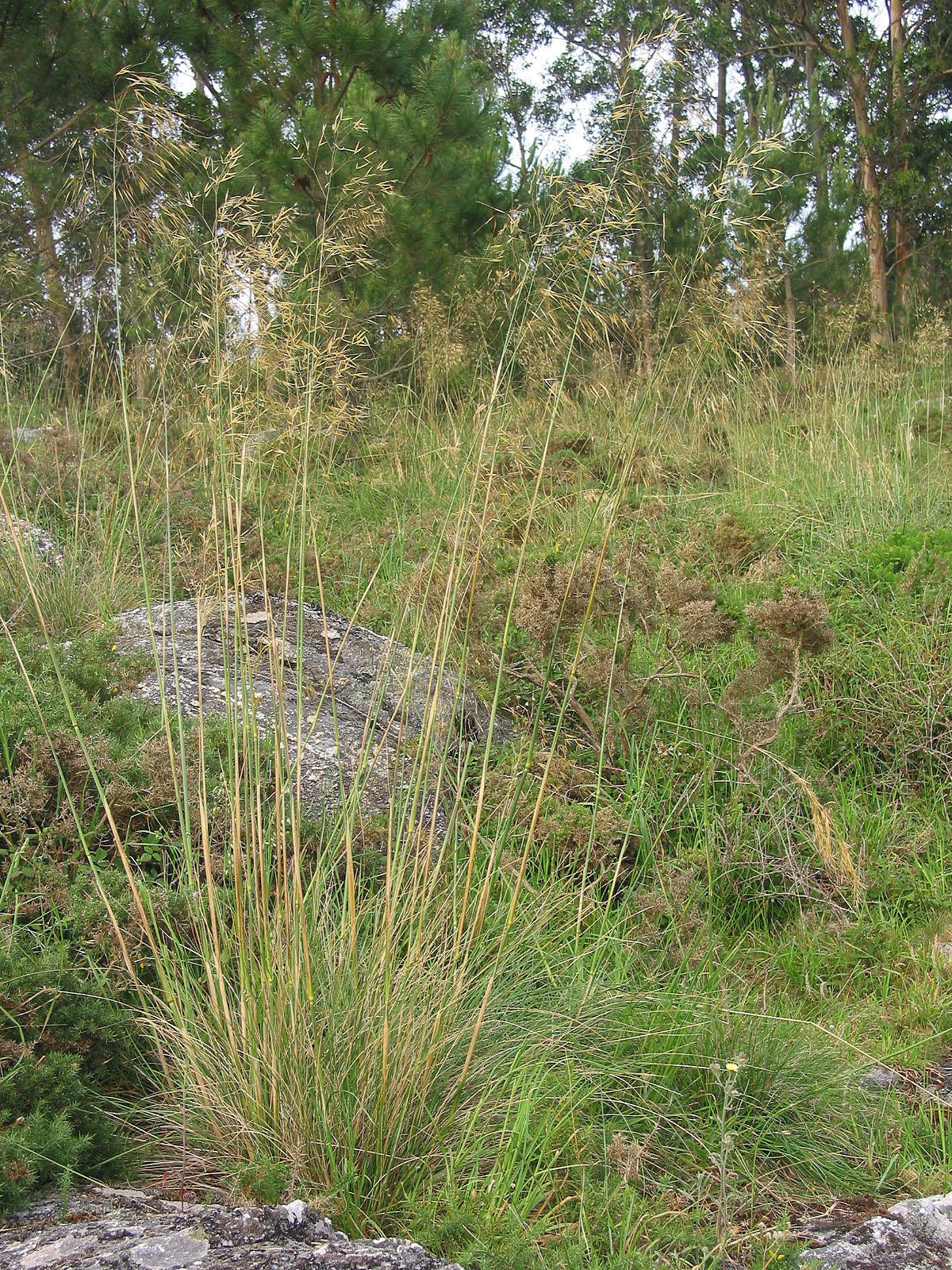 Giant feather grass