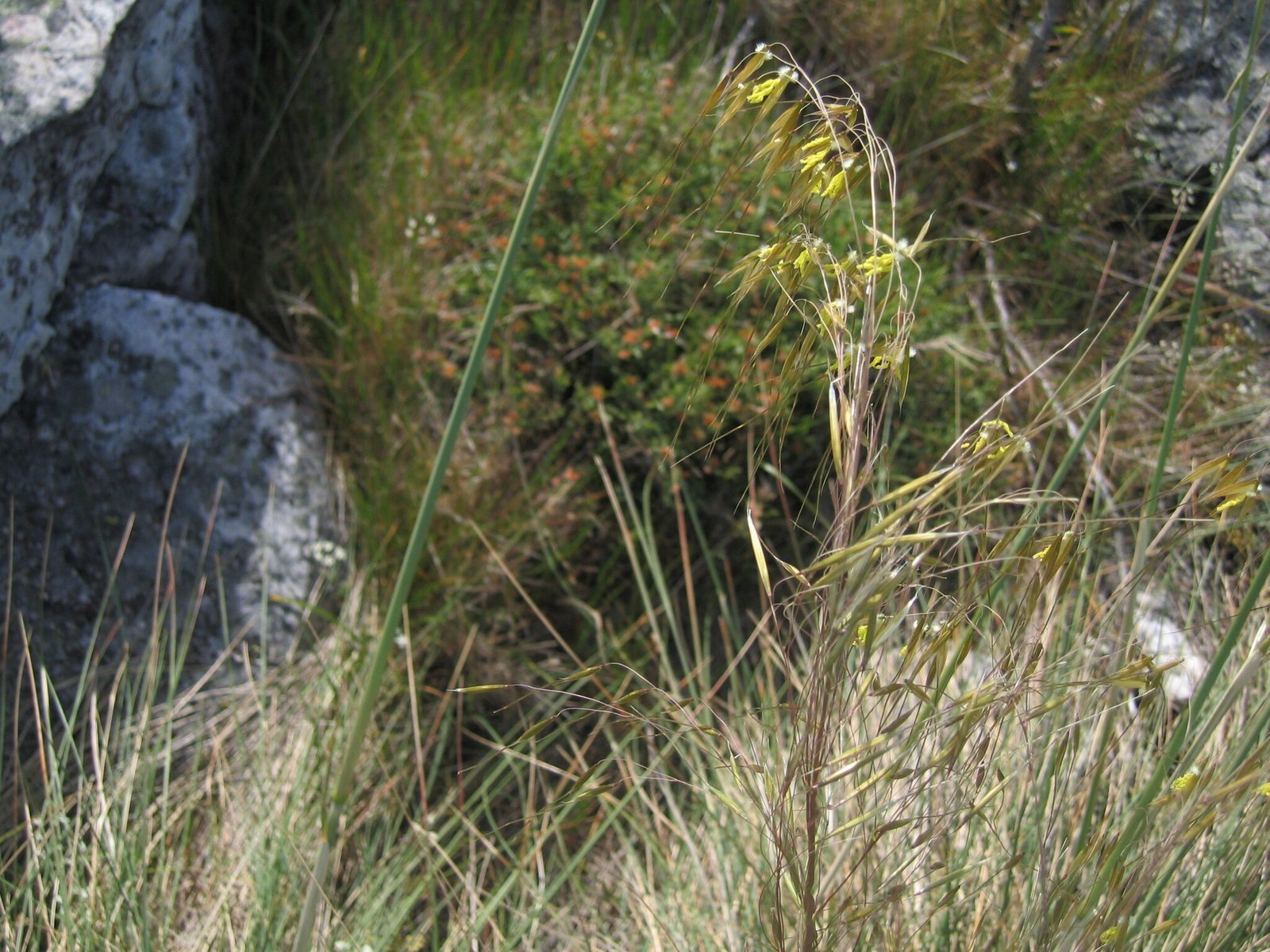 Giant feather grass