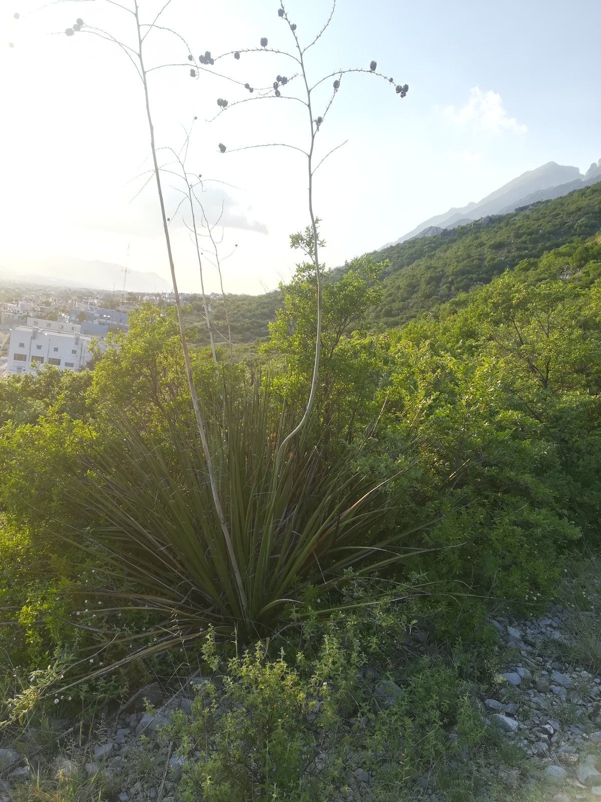 Giant hesperaloe
