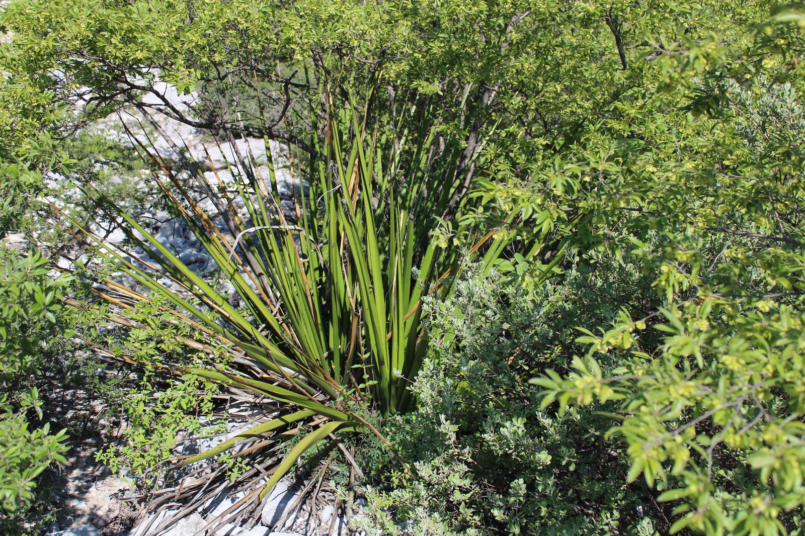 Giant hesperaloe
