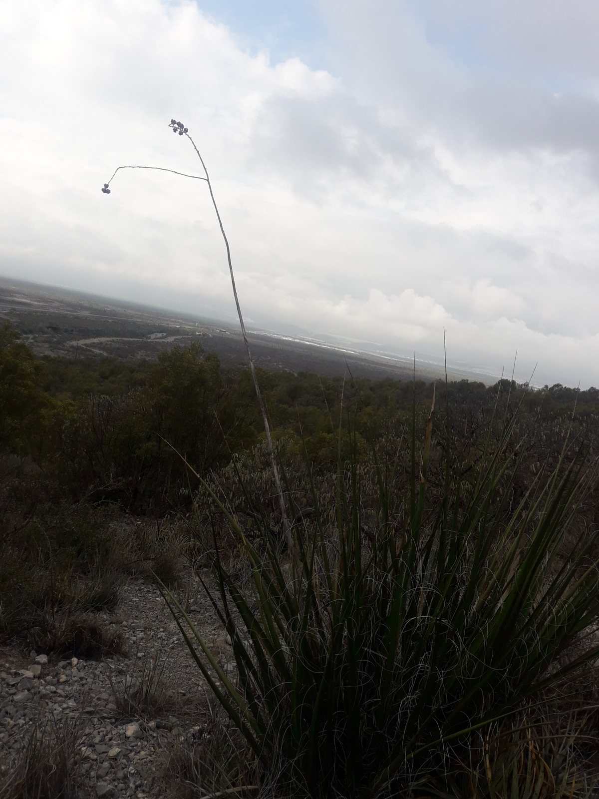Giant hesperaloe