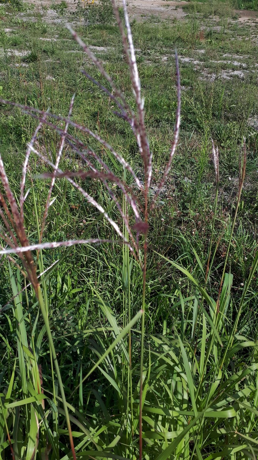 Giant miscanthus