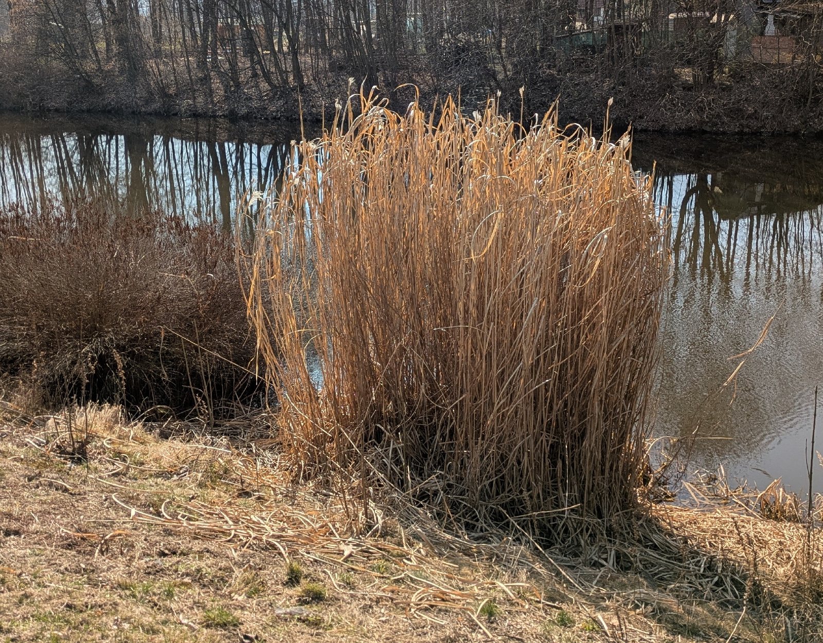 Giant miscanthus