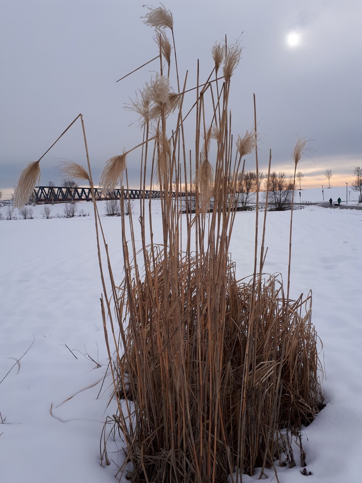 Giant miscanthus