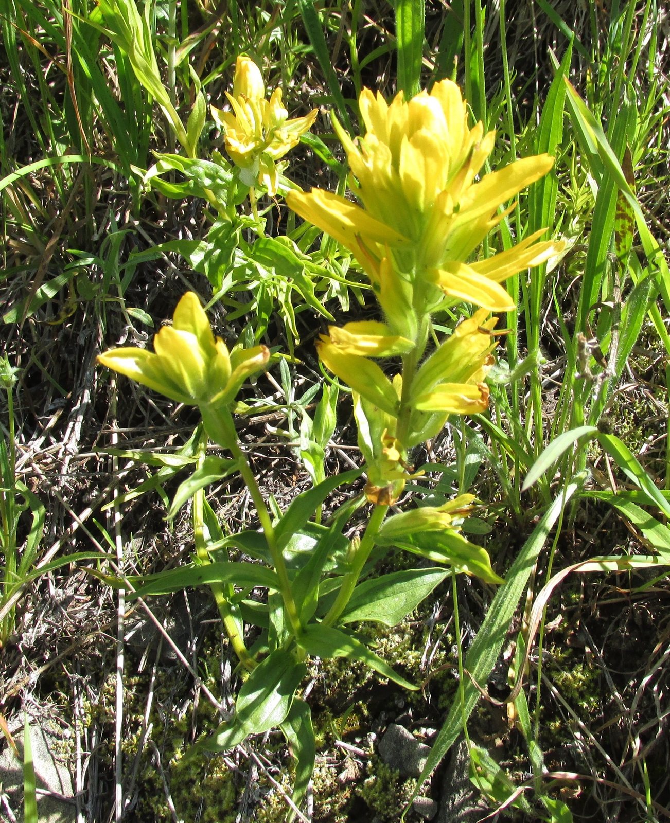 Giant red paintbrush