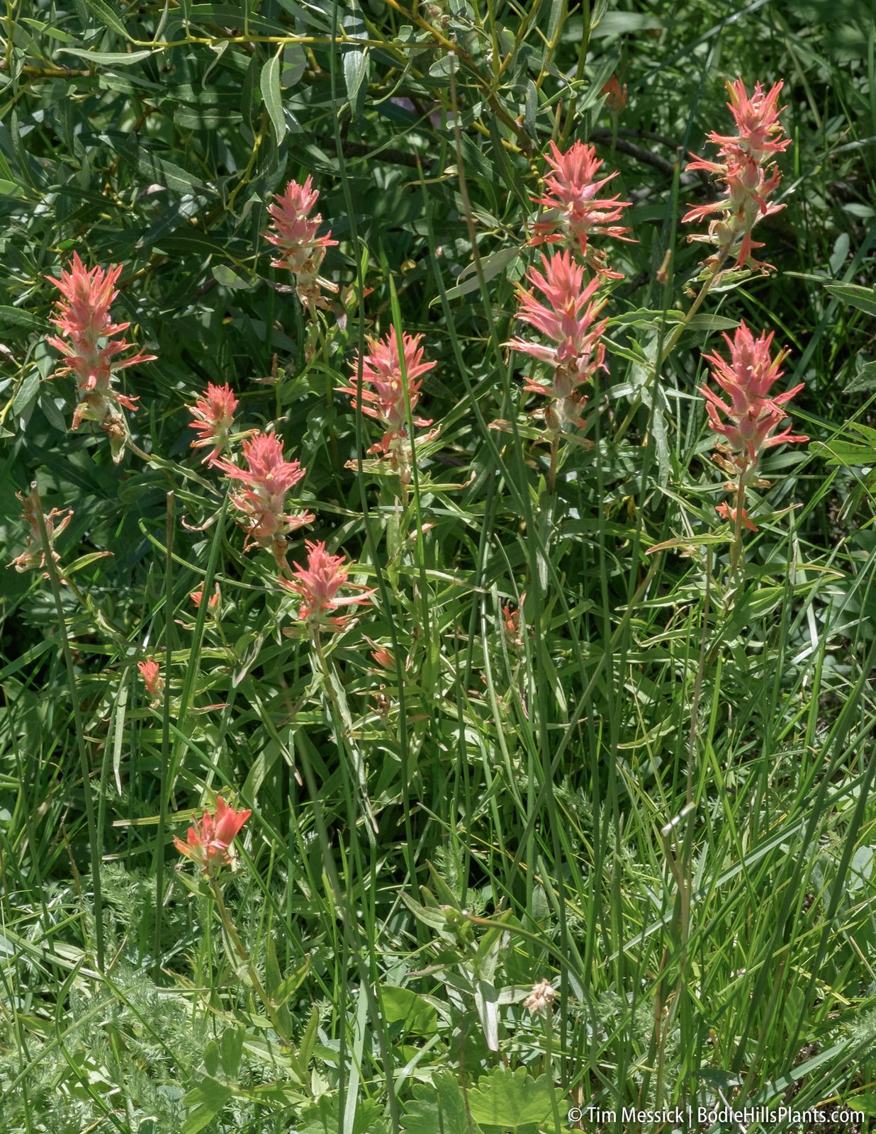 Giant red paintbrush
